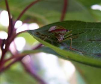 Cierto Arbusto De Insectos En Las Hojas