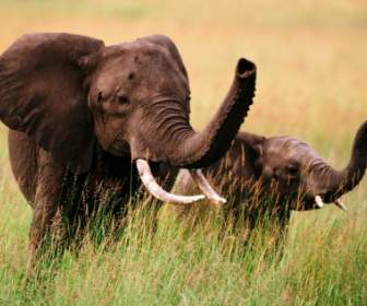 Troncos Até Animais De Elefantes De Papel De Parede