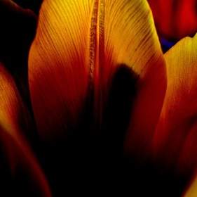 Fioritura Del Tulipano
