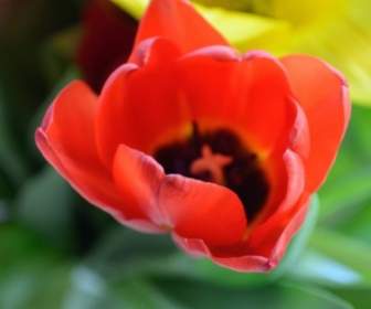 Tulip Bloom