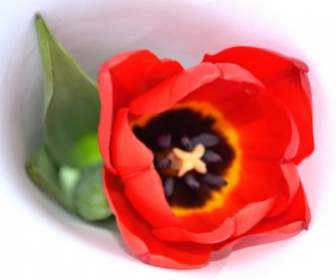 Fioritura Del Tulipano