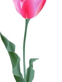 Clipart Tulip