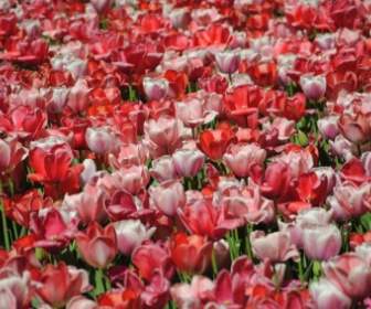 Campo De Tulipa