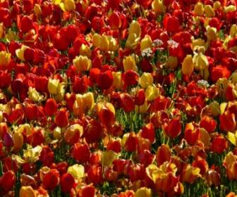 Tulip поле обратно свет