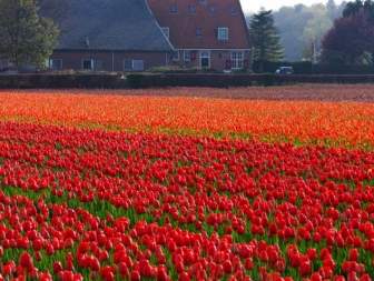 Campo Del Tulipán En Holanda