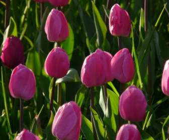 Pole Tulipan Tulipany Różowe