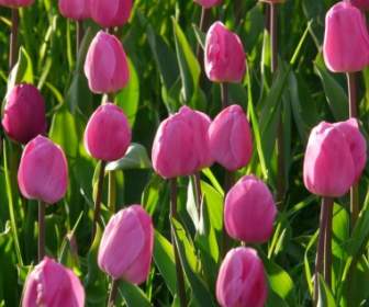 Tulip Field Tulips Pink