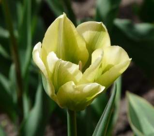 Floración De Flor De Tulipán