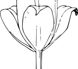 Arte De Clip De La Flor De Tulipán