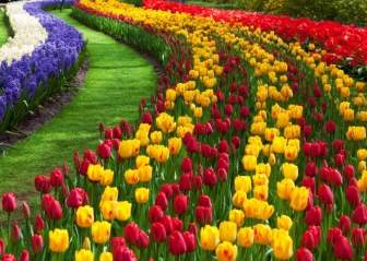 Jardín De Flores De Tulipán