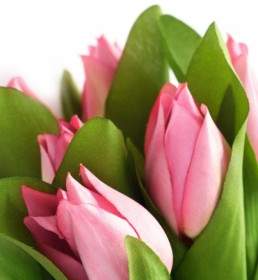 Photo De Tulipes Fleurs Haute Définition