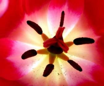 Tulip Inside Up Close