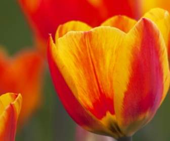 Tulpe-Lilie-Natur
