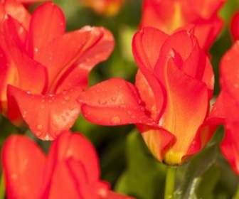 Natura Giglio Tulipano