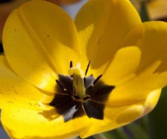 Naturaleza De Lily Tulip