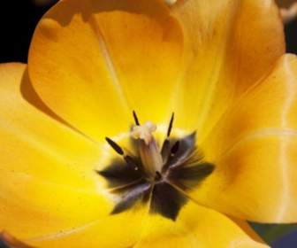 Primavera De Lily Tulip