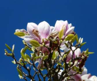 Tulpe Magnolie Baum Busch