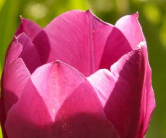 Tulpe Rosa Gegenlicht