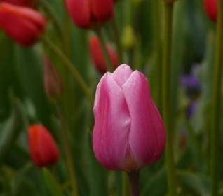 Tulip Pink Flower