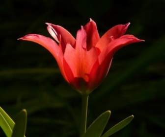 Красный тюльпан задний свет