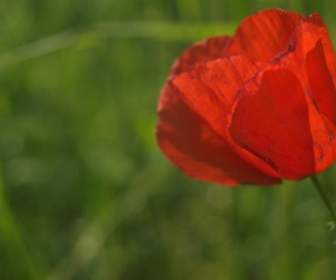 Flor Tulipa Vermelha