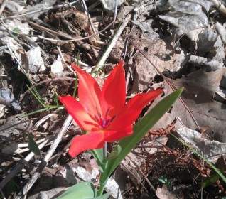 Foresta Di Tulipano Rosso