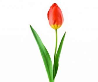 Planta Tulipa Vermelha