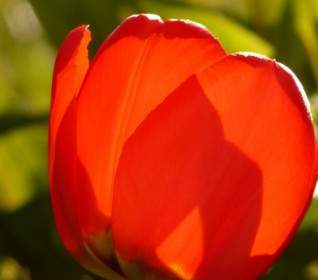 الربيع زهرة التيوليب الأحمر