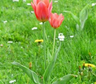 Tulip Merah Tulpenbluete
