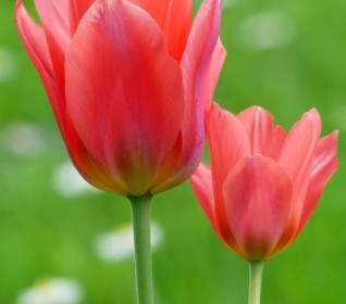 Tulip Red Tulpenbluete
