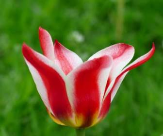 Tulpe Rot Weiss