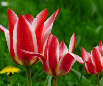Tulpe Rot Weiss