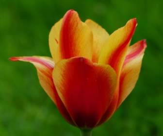 Vermelho Tulipa Amarelo