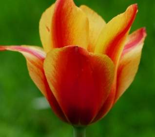 Rojo Tulipán Amarillo