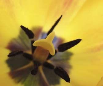 Tulip Stamp Yellow