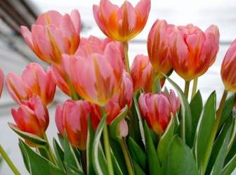 Flor De Tulipán Tulipanes