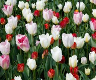 Papel De Parede Tulipa