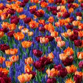 Tulipanes Y Jacintos De Uva
