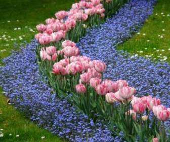 Tulipany łóżko Różowy