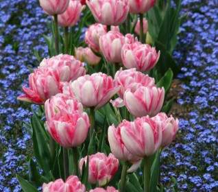 Cama De Tulipanes Rosa