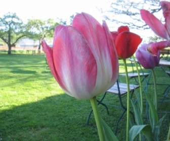 Flor De Color De Los Tulipanes