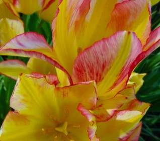 Tulipes Fleur Natur