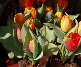 Primavera De Flores De Los Tulipanes