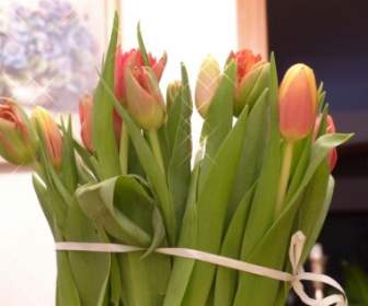 Tulipán De Flores De Los Tulipanes