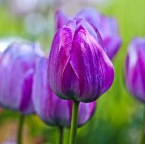 tulips garden flowers