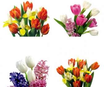 Tulips Hd Pictures