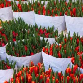 Tulips In Bags