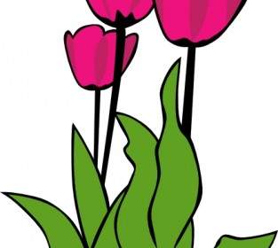 Tulipany Kwitną Clipart