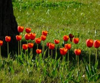 Contre-jour De Tulipes Rouges