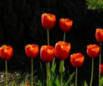 Contre-jour De Tulipes Rouges